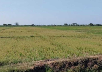 Diserang Tikus dan Kekeringan, Petani Cirebon Biarkan Sawah Ditumbuhi Rumput Liar
