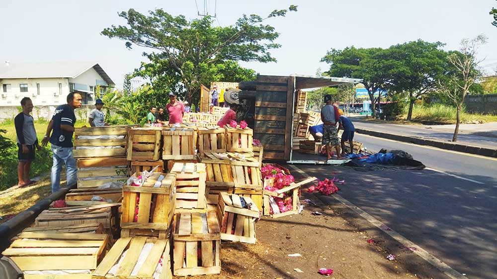 Kecelakaan di Cirebon, Sopir Ngantuk, Truk Pengangkut Buah Naga Terbalik