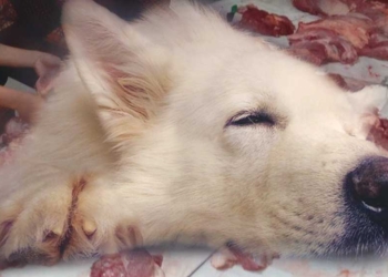 DKP3 Kota Cirebon Larang Perdagangan Daging Anjing