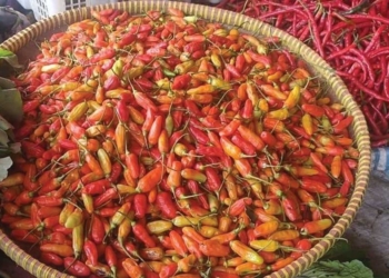 Kemarau, Harga Cabai semakin Melambung