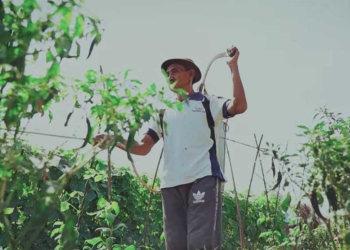 Jumlah Petani Milenial di Kabupaten Cirebon Meningkat