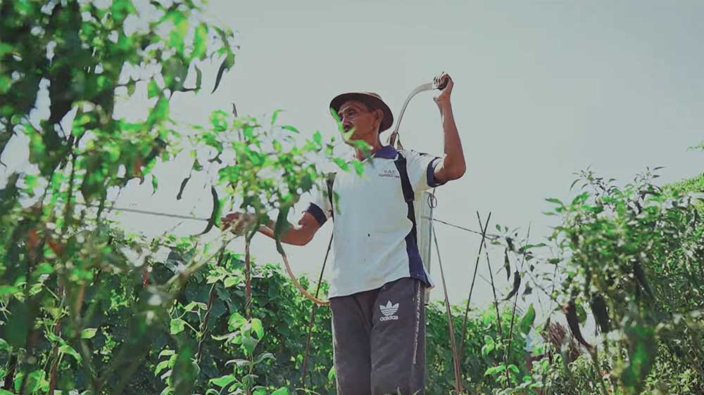 Jumlah Petani Milenial di Kabupaten Cirebon Meningkat