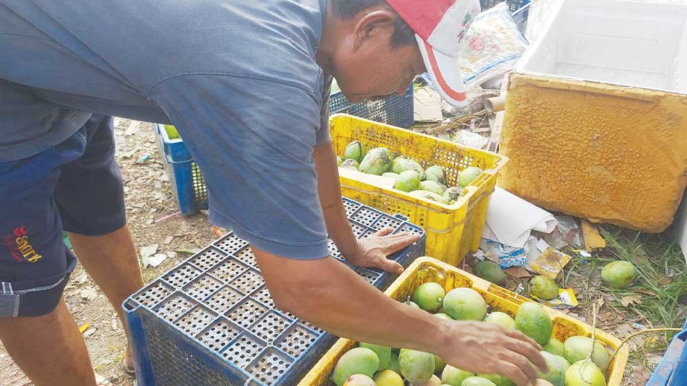 Mangga di Indramayu Habis, Pengepul Berburu hingga ke Kabupaten Cirebon