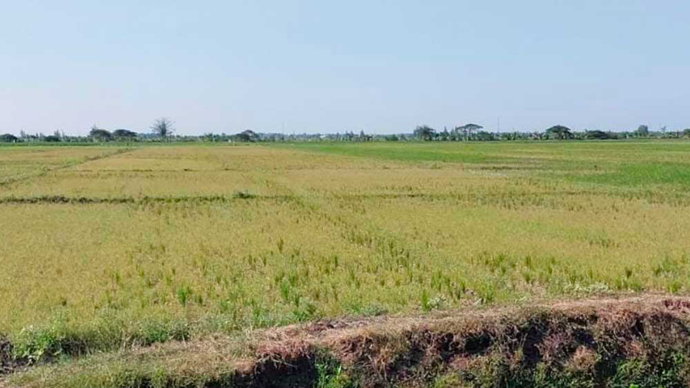 Petani Cemas Soal Air, Musim Tanam Rendeng di Cirebon dan Indramayu Terlambat