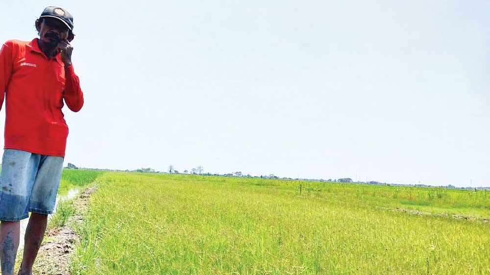 Petani di Kabupaten Cirebon Mayoritas Gurem