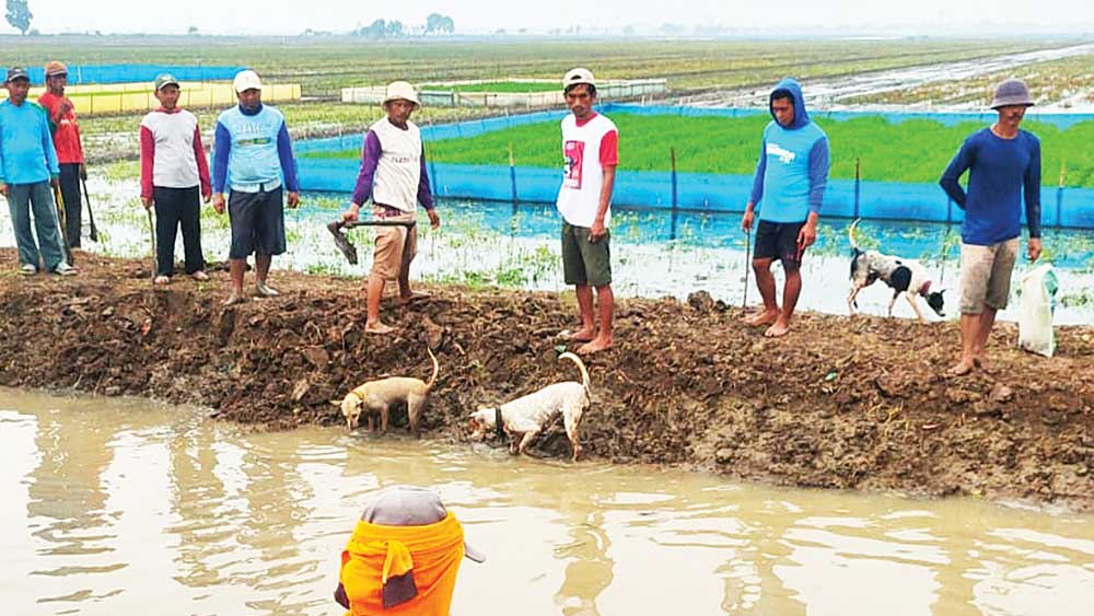 Dibantu Anjing, Petani Bayalangu Cirebon Gropyokan Tikus