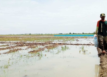 Masa Tanam di Kabupaten Cirebon Mundur, Rawan Serangan Hama