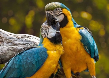 Kisah Burung Beo dan Sakratul Maut