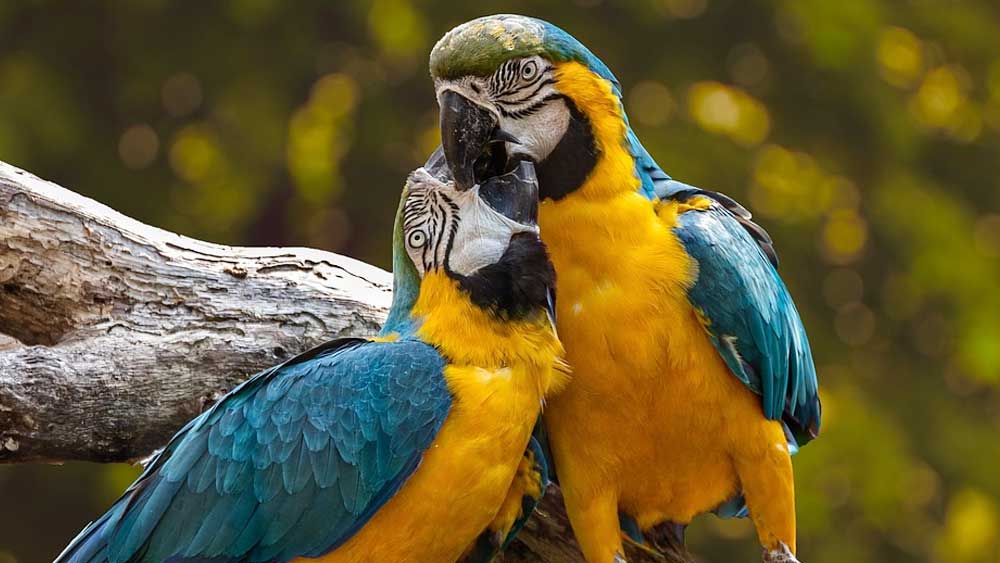 Kisah Burung Beo dan Sakratul Maut