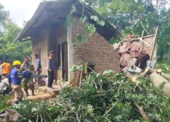 Pohon Tumbang di Cirebon, Menimpa Rumah Warga di Gumulunglebak Saat Penghuni Ada di Dalam