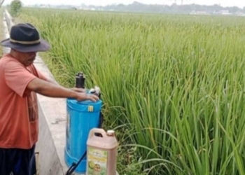 Pupuk Bersubsidi di Indramayu Langka, Pupuk Kujang Alihkan Jatah Tanam Gadu ke Tanam Rendeng