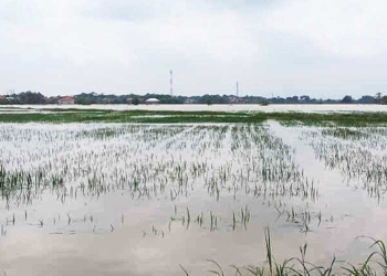 Banjir di Cirebon Timur, 943,5 Hektare Sawah Terendam, Kerugian Petani Capai Rp6,48 Miliar