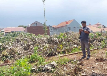 RTH, Pohon Jati di Kawasan Bima Cirebon Ditebangi