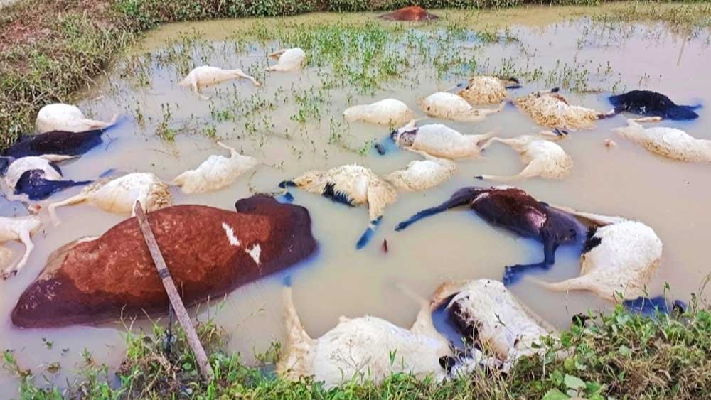 Ratusan Kambing dan Sapi Ngambang Diterjang Banjir di Cirebon Timur