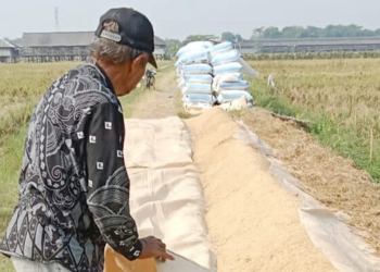 Harga Gabah Turun, Petani Cirebon Menjerit
