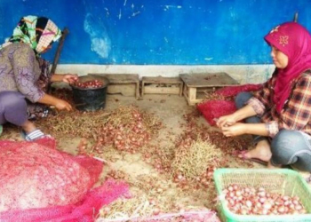 Pasca-Lebaran Harga Bawang Merah di Majalengka Naik Lagi