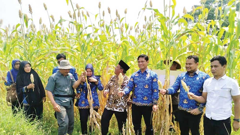 Hasilkan 5-8 Ton per Hektare, Pilot Project Budidaya Sorgum Bioguma di Desa Beber Cirebon Sukses