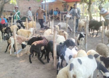 Jelang Iduladha, Waspadai Penyakit Mulut dan Kuku pada Ternak