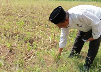 Kelompok Tani Sorgum Beber Diminta Usulkan Kebutuhan ke Dinas Pertanian Kabupaten Cirebon