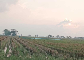 LSD di Kabupaten Cirebon Menurun, Distan Manfaatkan Program Pompanisasi