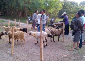 Majalengka Jadi Penyuplai Hewan Kurban