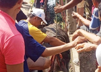 Sapi Berbobot 600 Kg di Villa Intan Klayan Cirebon Kabur Saat Akan Disembelih