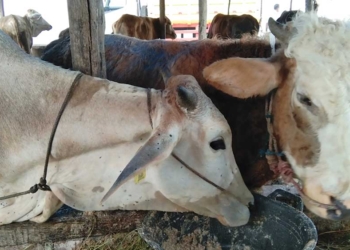 Sempat Meningkat, Sapi Terjangkit PMK di Kabupaten Cirebon Berangsur Sembuh