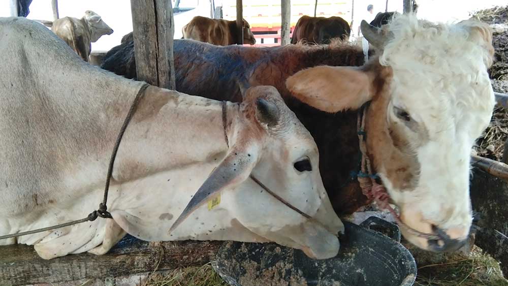 Sempat Meningkat, Sapi Terjangkit PMK di Kabupaten Cirebon Berangsur Sembuh