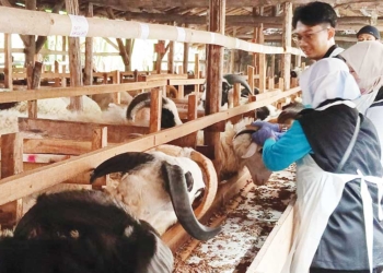 Waspada dan Teliti sebelum Membeli, Puluhan Hewan Kurban Belum Cukup Umur