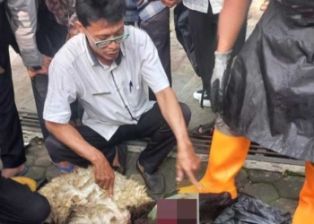 Jelang Iduladha, Distan Kabupaten Cirebon Gelar Pelatihan Juleha