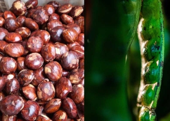 Daftar Sayuran Anti Kanker dan Diabetes, Jengkol dan Petai Mengandung Protein Anti Kanker 99,9 persen