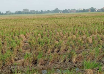 Sawah di Kabupaten Cirebon Sakit Gegara Masifnya Penggunaan Pupuk Kimia