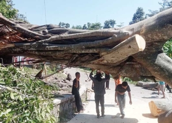 Akar Lapuk Dimakan Usia, Pohon Besar Puluhan Tahun di Cimandung Cirebon Tumbang