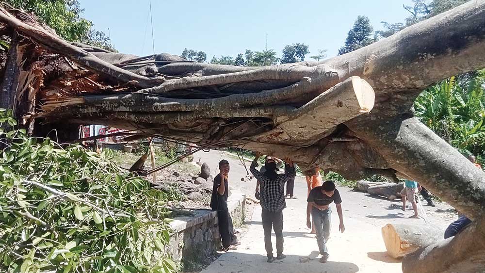 Akar Lapuk Dimakan Usia, Pohon Besar Puluhan Tahun di Cimandung Cirebon Tumbang