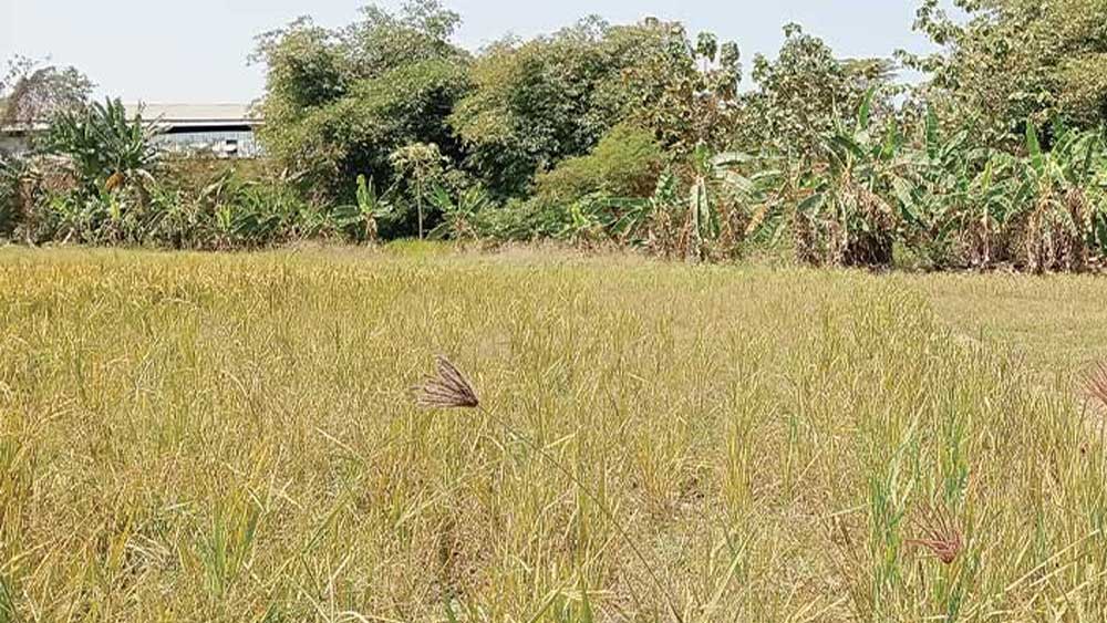 Kekeringan, Ratusan Hektare Sawah di Indramayu Gagal Tanam