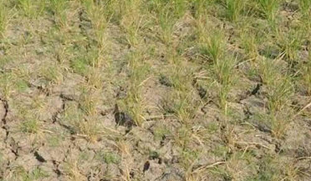 Ribuan Hektare Lahan di Majalengka Kekeringan