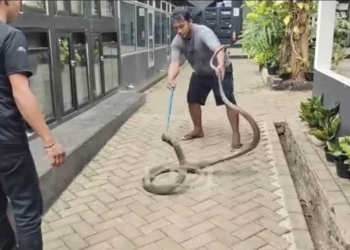 Kejutan, Rumah Dedi Mulyadi Dikirimi Ular King Kobra Sepanjang 2 Meter