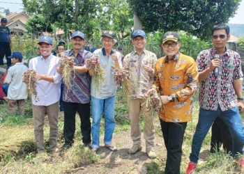 Taman Bawang Merah dari Biji di Cikalahang Cirebon, Produksi Meningkat