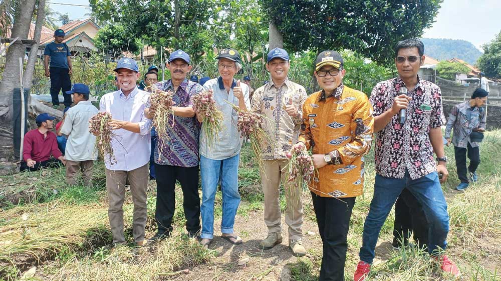 Taman Bawang Merah dari Biji di Cikalahang Cirebon, Produksi Meningkat