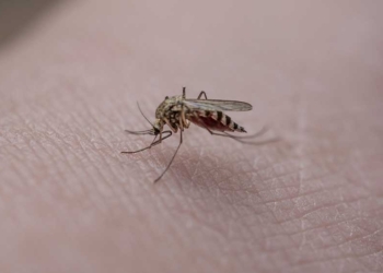 Musim Hujan Tiba, Perhatikan Cara Mengusir Nyamuk Secara Alami yang Wajib Dicoba Ini