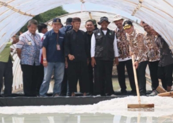 Petani Garam Tawangsari Cirebon Mampu Produksi Garam Industri