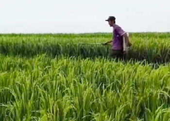 Petani Milenial Digaji Rp10 Juta per Bulan, di Indramayu Termuda Usia 40 Tahun