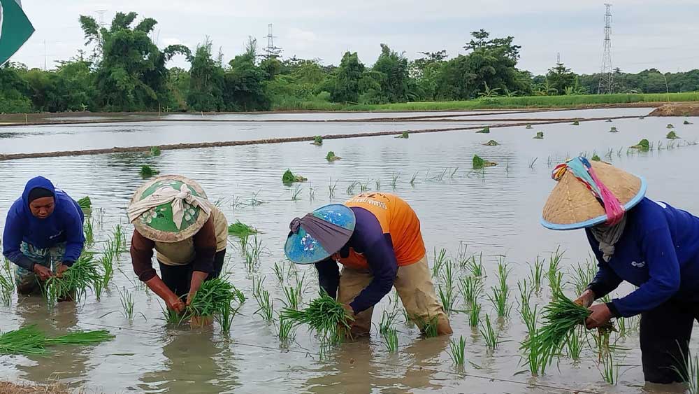 Potong Birokrasi, Petani Indramayu Sambut Distribusi Pupuk Subsidi dari Pabrik Langsung Gapoktan