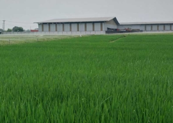 Pupuk Subsidi Sulit hingga LSD Menyusut, SPI Minta Bupati Cirebon Terpilih Peduli Pertanian