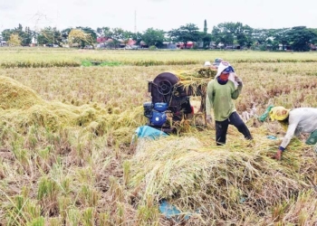 Pasokan Air Tercukupi, MT3 Petani Winong Cirebon Sukses, Produksi Pertanian Meningkat