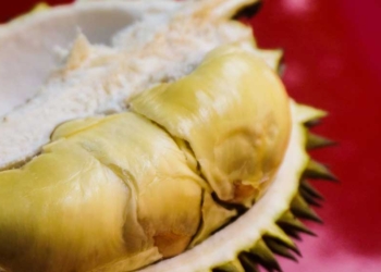 4 Rekomendasi Tempat Beli Durian di Cirebon