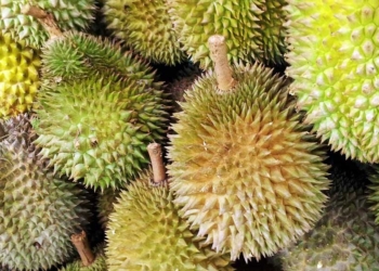 5 Tempat Penjualan Durian di Kuningan, Berikut Tipsnya