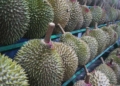 Tempat Beli Durian di Majalengka, Panduan Lengkap, Lokasi, Harga, dan Varietas Unggulan