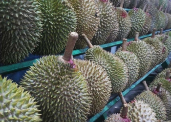 Tempat Beli Durian di Majalengka, Panduan Lengkap, Lokasi, Harga, dan Varietas Unggulan