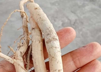 Wow… Manfaat Akar Pohon Pepaya Bisa Jadi Obat Jantung